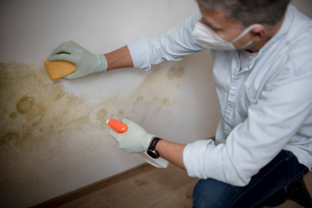 Best Mold Damage Repair  in Duncan, SC