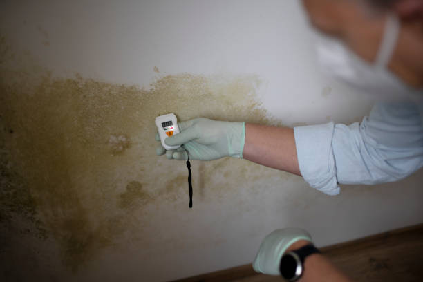 Professional Mold Removal in Duncan, SC