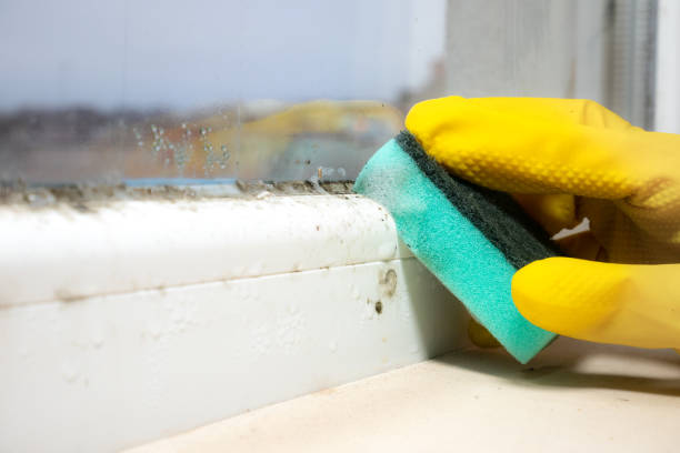 Best Mold Remediation Experts  in Duncan, SC