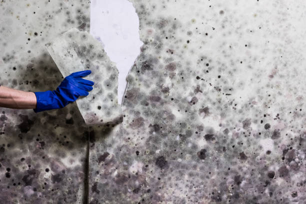 Mold Removal Process in Duncan, SC